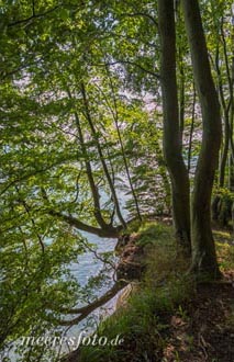  Bäume wachsen auch kopfüber an der Steilküste des Nationalparks Jasmund