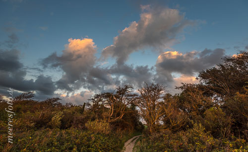  Herbstliche Bäume und Sträucher unter abendlichen Wolken auf Fischland in Ahrenshoop