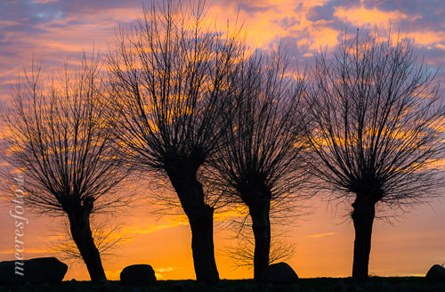  Drei Winterbäume im glutroten Sonnenuntergang in Boltenhagen