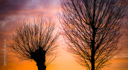  Zwei Winterbäume im glutroten Sonnenuntergang in Boltenhagen