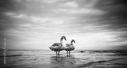  Zwei junge Schwäne im Flachwasser der Ostsee vor Boltenhagen