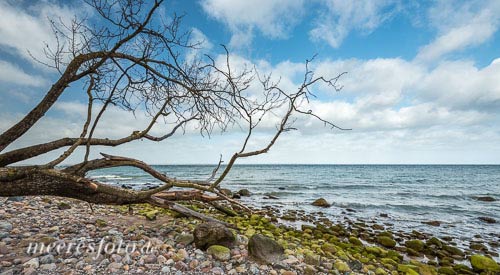 Von der Steilküste gefallener Baum am Ostseeufer vor Brodten