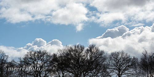 Frühjahrsbäume und markante Cumuluswolken vor blauem Himmel bei Brodten zwischen Travemünde und dem Timmendorfer Strand