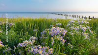  Der Römdamm an der Nordsee mit Blumen, Lahnung und der Insel Röm am Horizont 