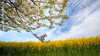  Blühender Obstbaum und ein Rapsfeld bei Dänisch-Nienhof im diffusen Sonnenlicht