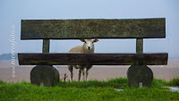 Ein Schaf schaut durch eine Bank auf einem Nordseedeich am Sönke-Nissen-Koog
