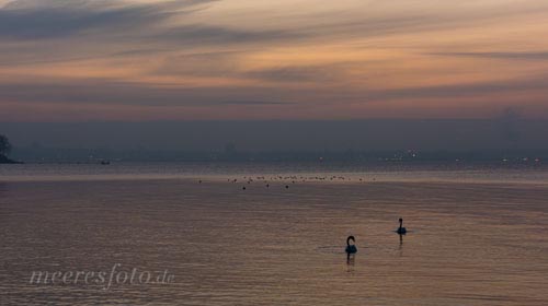  Zwei Schwäne nach einem Sonnenuntergang im Frühjahr in der Heikendorfer Bucht