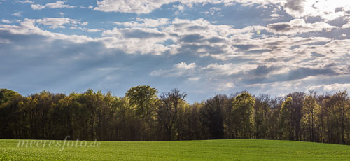 Ein Feld und ein Wald im warmen Sonnenlicht eines Frühlingstages in der Probstei zwischen Heikendorf und Probsteierhagen