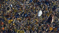  Steine, Muschelschalen und Sonnenreflexe im flachen Ostseewasser bei Heikendorf