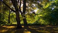 Bäume im herbstlichen Schrevenpark in Kiel im Gegenlicht der Nachmittagssonne –  DETAIL: Dieses Foto nutzt starke Schärfe-Unschärfe Kontraste.