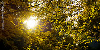  Das warme Sonnenlicht fällt durch das herbstliche Blattwerk der Forstbaumschule, dem ältesten Park von Kiel 
