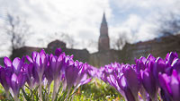  Krokusse blühen vor dem Kieler Rathaus –  DETAIL: Blumenpracht an einem frühen und kalten Tag mit aufgelockerter Bewölkung im Frühjahr in der Innenstadt von Kiel.
