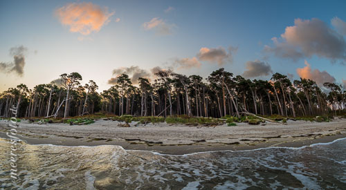  Bäume am Rand des Strandes vor dem Nationalpark Darß mit den Wellen der Ostsee am frühen Morgen