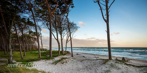 Blick durch einzelne Bäume am Strand auf die Ostsee an einem stürmischen Morgen auf dem Darß