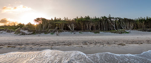  Ein junger Wald und Ostseewellen an einem Strand auf dem Darß kurz nach Sonnenaufgang