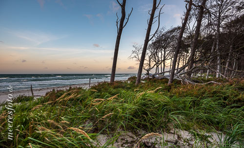  Dünengras am Rand eines Strandwaldes im Wind der Ostsee auf dem Darß