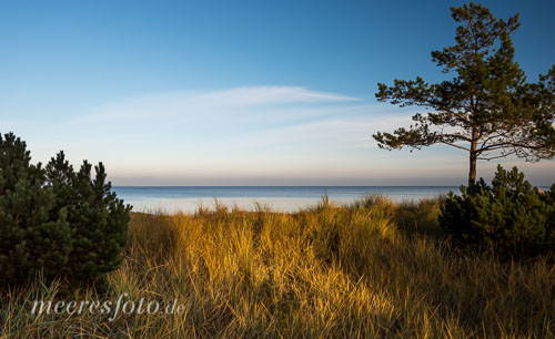Die typischen Nadelbäume und Büsche auf den Dünen von Niendorf im warmen Abendlicht der tief stehenden Sonne an der Ostsee