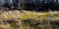 Gräser und Moose im Naturschutzgebiet „Bewaldete Düne bei Noer“ im Frühjahr