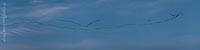  Wolken und eine Vogelflugformation am Himmel über Wendtorf an einem Frühlingsabend an der Ostee