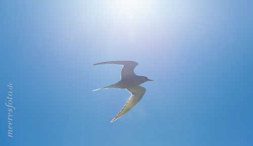 Eine Seeschwalbe fliegt im Gegenlicht der Sonne am Himmel über der Nordsee bei Tönning