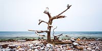  Strandkunst aus einem verwittertem Ast mit Steinen am Strand von Dänisch-Nienhof
