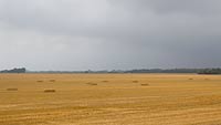  Frisch gemähtes Getreidefeld mit leichten Sonnenflächen im Sommer bei Dagebüll