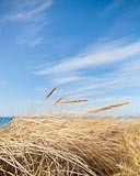  Dünengras und Sommerhimmel mit Federwolken DETAIL: Das Dünengras auf diesem Foto steht an einem sonnigen Tag im Frühling vor markant gezeichneten Federwolken, an einem strahlend blauen Himmel. Im Hintergrund des Bildes ahnt man die Ostsee am Fehmarnbelt.