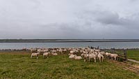  Schafe am Nordsee-Deich an der Hafeneinfahrt von Husum