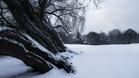  Baum im verschneiten Schrevenpark in Kiel DETAIL: Frisch gefallener Schnee bedeckt den Park und den Stamm einer großen Trauerweide. Im Hintergrund zeigt das Foto die Lutherkirche.