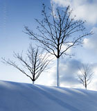  Junge Bäume im Kieler Traditionshafen –  DETAIL: Im winterlich verschneitem Traditionshafen, stehen junge Bäume im Sonnenlicht.