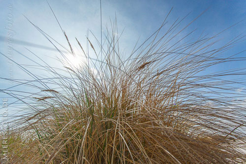  Die Sonne scheint durch Dünengras am Strand von Kalifornien –  DETAIL: Dünengras – welches zum Schutz vor Sanderosion auf den Ostseedünen angepflanzt wurde – wird an diesem klaren Tag vom Sonnenlicht durchschienen.