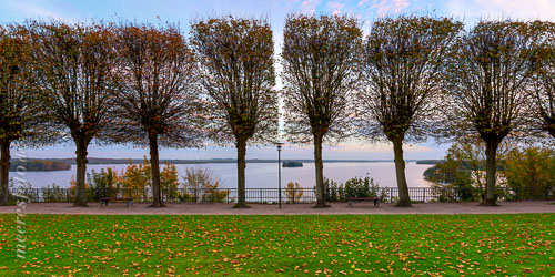  Eine markant geschnittene Baumreihe vor dem Großen Plöner See im Herbst