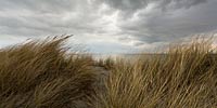  Düne am Ostseestrand mit Blick auf die Kieler Bucht an einem windigen und regnerischen Tag mit Wolkenlücken