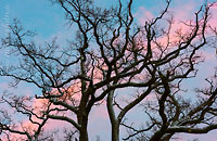  Heikendorf – Januar-06515 –  DETAIL: Ein vom Abendrot erleuchtetes Wolkenband am blauen Winterhimmel hinter einem laublosem Eichenbaum im Ostseebad Heikendorf.