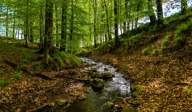 Bach durch einen kleinen Wald bei Dobersdorf