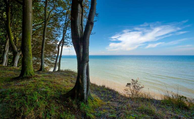 Bäume und Eckernförder Bucht