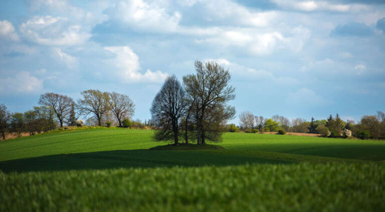 Baumhügel mit Sonnenschatten bei Panker