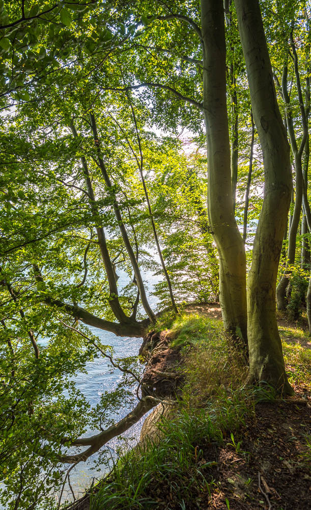 Baumkante am Wald von Jasmund auf Rügen