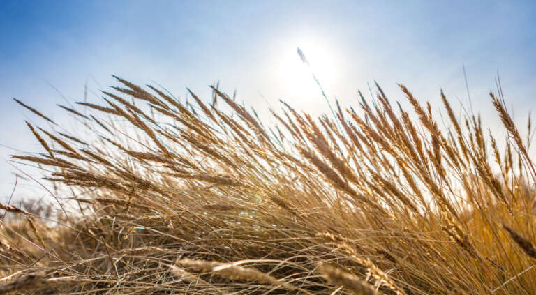 Dünengras im Gegenlicht der Sonne in Noer