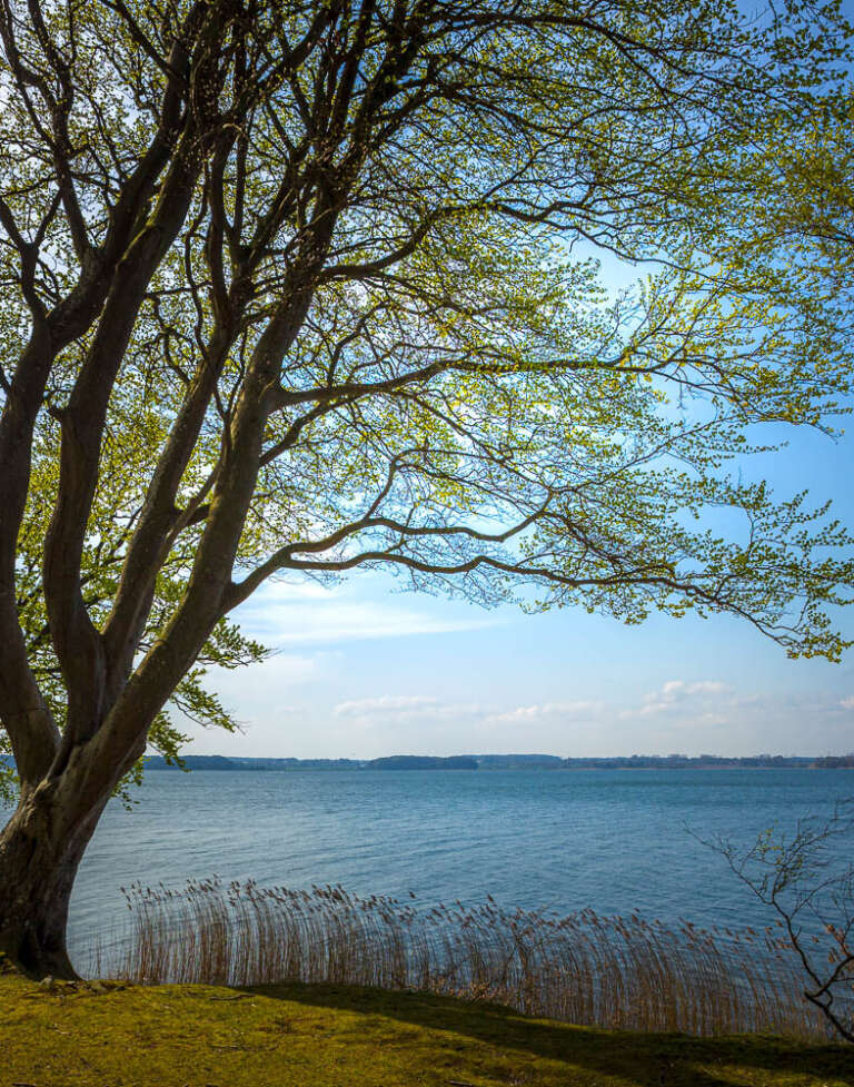 Frühling an der Schlei bei Rieseby