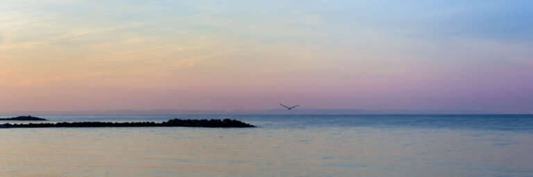 Kieler Förde im Abendlicht mit Möwe