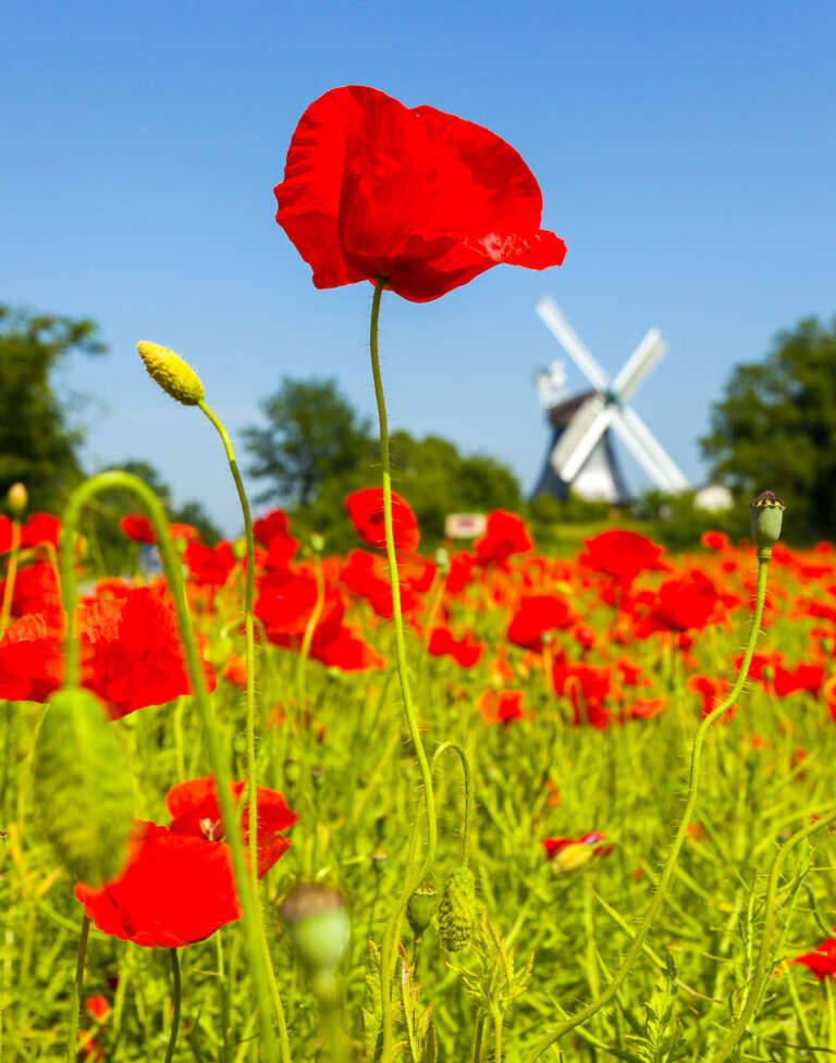 Krokauer Mühle mit Mohn