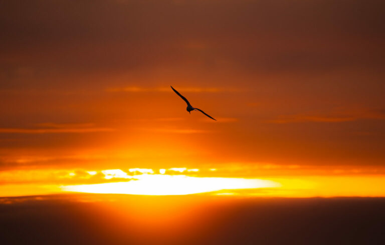 Möwe im Abendrot vor Laboe