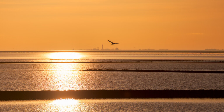 Möwe im Sonnenuntergang