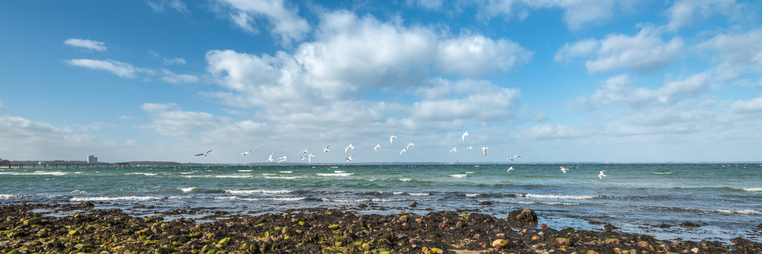 Möwen am Strand von Niendorf