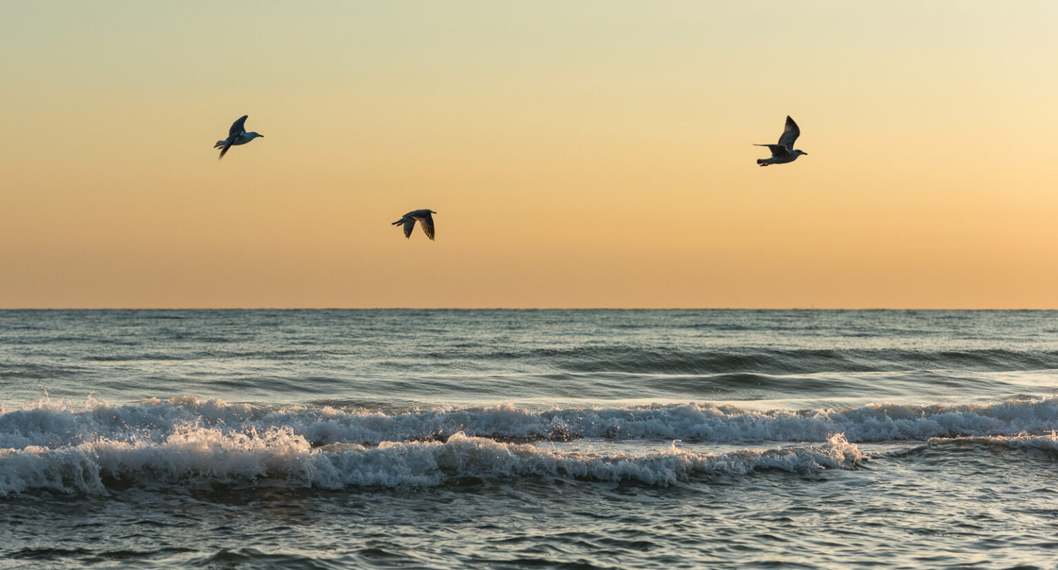 Möwen im Flug am Timmendorfer Strand