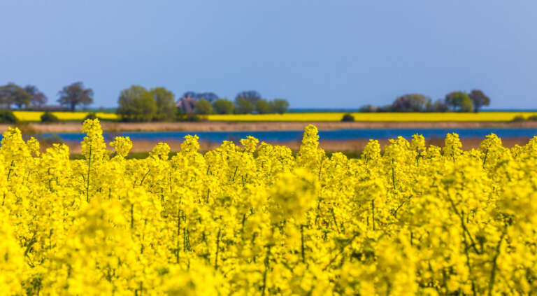 Raps bei Behrensdorf