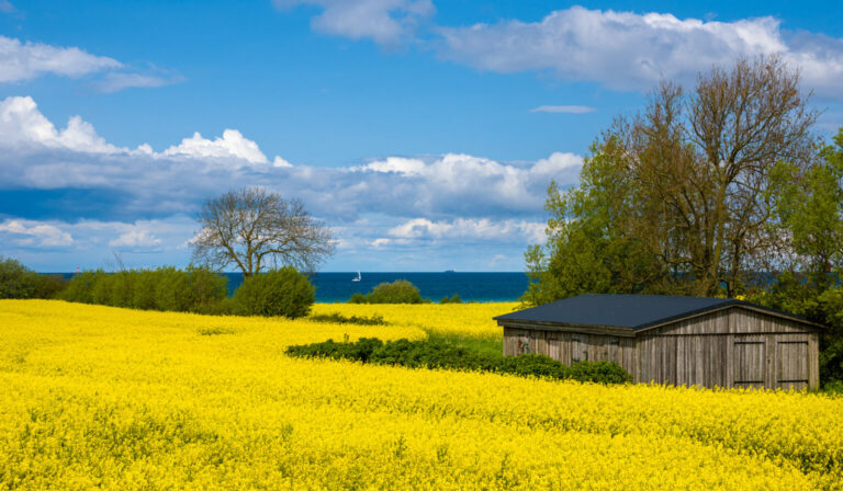 Rapsfeld und Ostsee in der Probstei