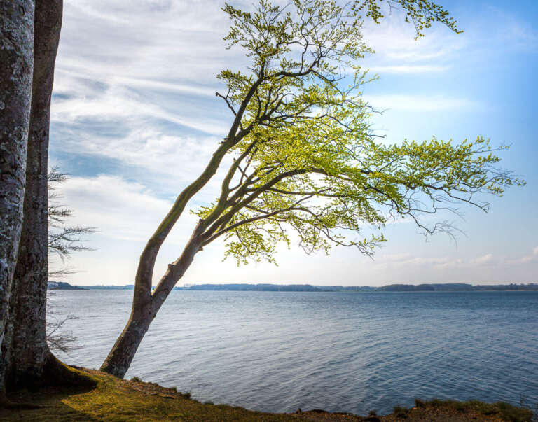 Schräger Baum an der Schlei