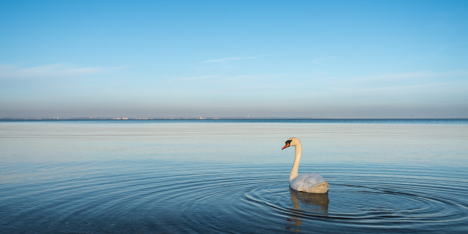 Schwan im Abendlicht vor Niendorf